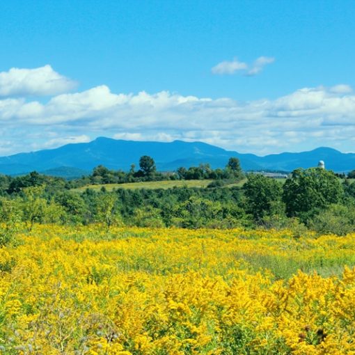 Mount Mansfield from South Burlington