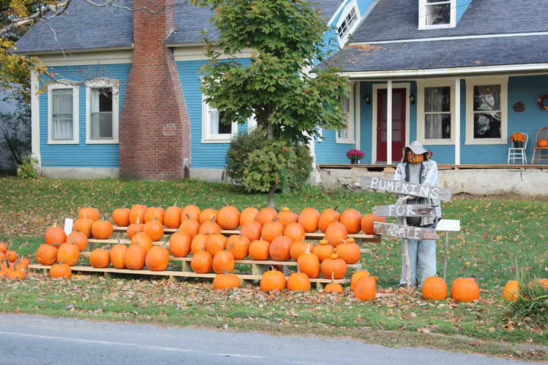 Pumpkins Westfield Vermont