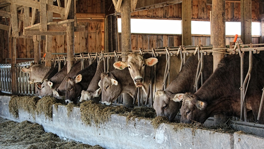 Vermont Cows