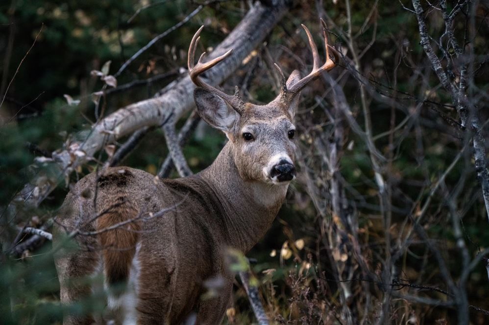 Vermont Hunting Season 2025 - Naomi Virgina