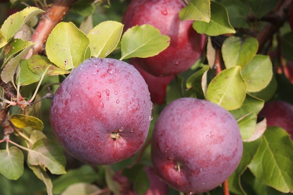 Vermont Apple Orchards